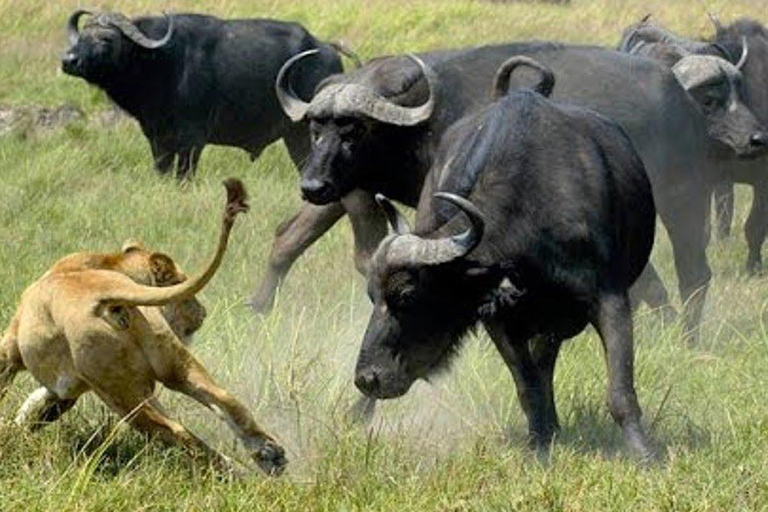 4 Days Magical Adventure to Manyara, Ngorongoro & Serengeti