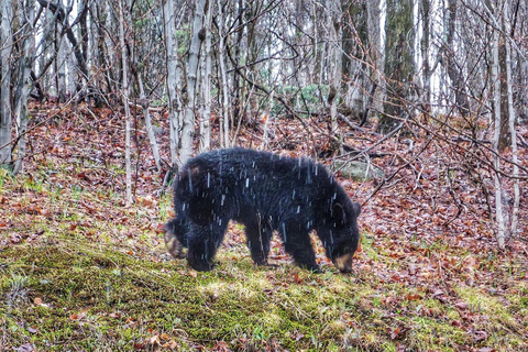 Escursione al Parco di Algonquin: Tour d&#039;avventura da TorontoEscursioni nel Parco di Algonquin