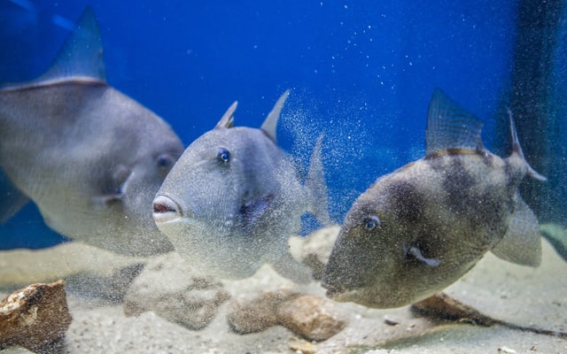 Krk: Baška Aquarium Entreeticket