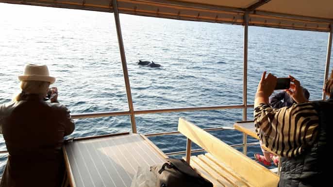vrsar 2hour sunset dolphin watching cruise