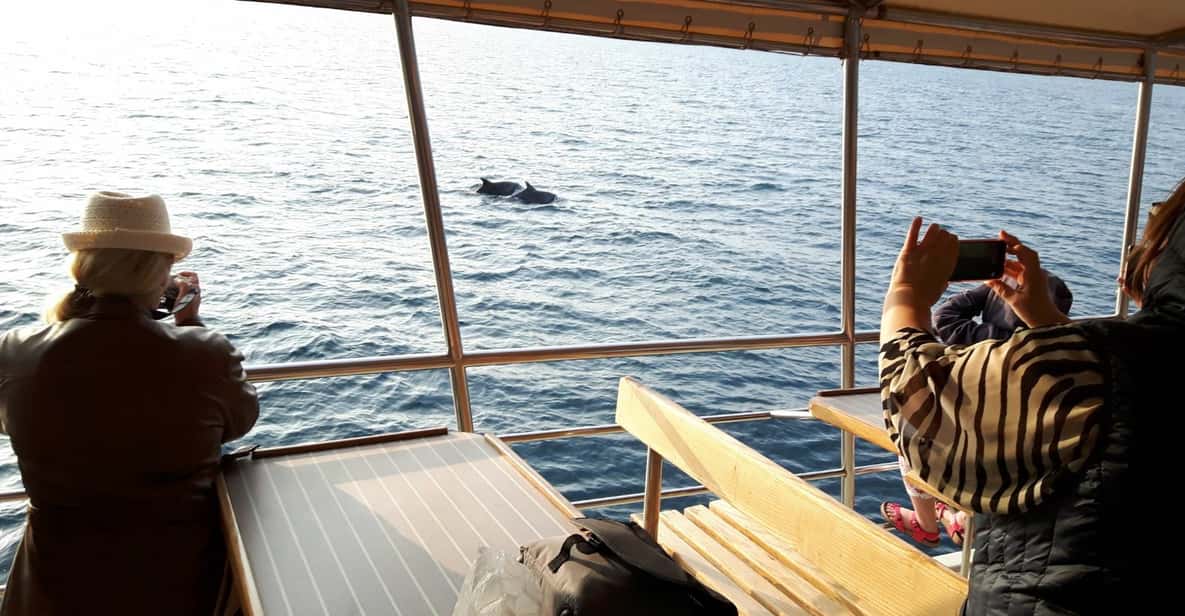 Vrsar: 2-Hour Dolphin Watching Tour including Drinks