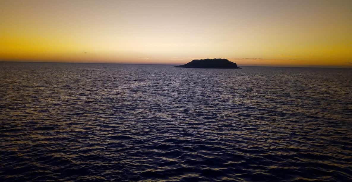 Vrsar: 2-Hour Dolphin Watching Tour including Drinks
