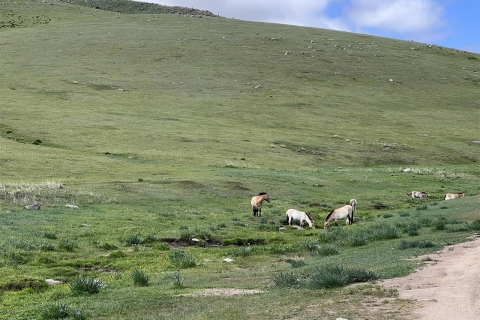 Excursión de un día al Parque Nacional de Khustai