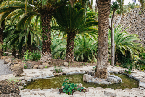 Icod de los Vinos: biglietto per albero del drago e giardino botanico