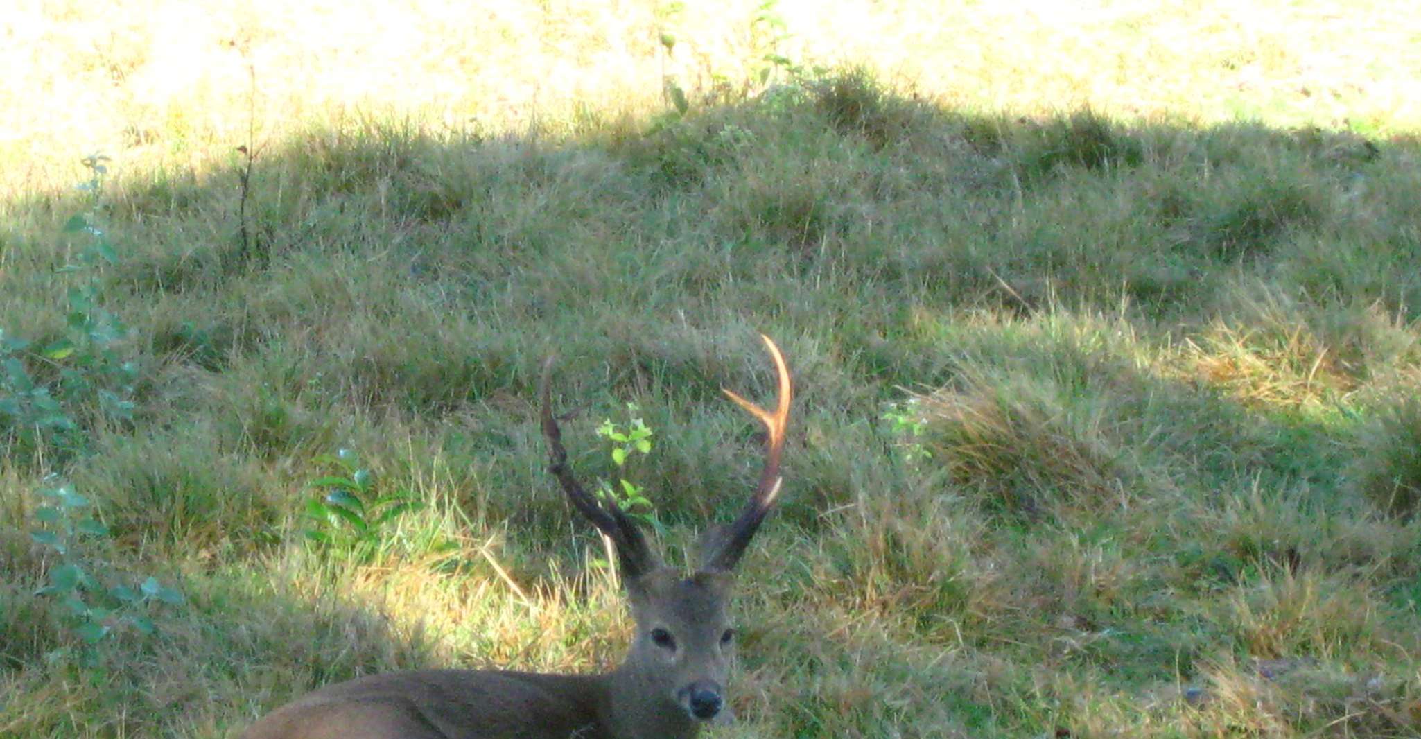 Coron，Calauit Safari冒险 - Housity