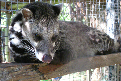 Coron: Calauit Safari Abenteuer