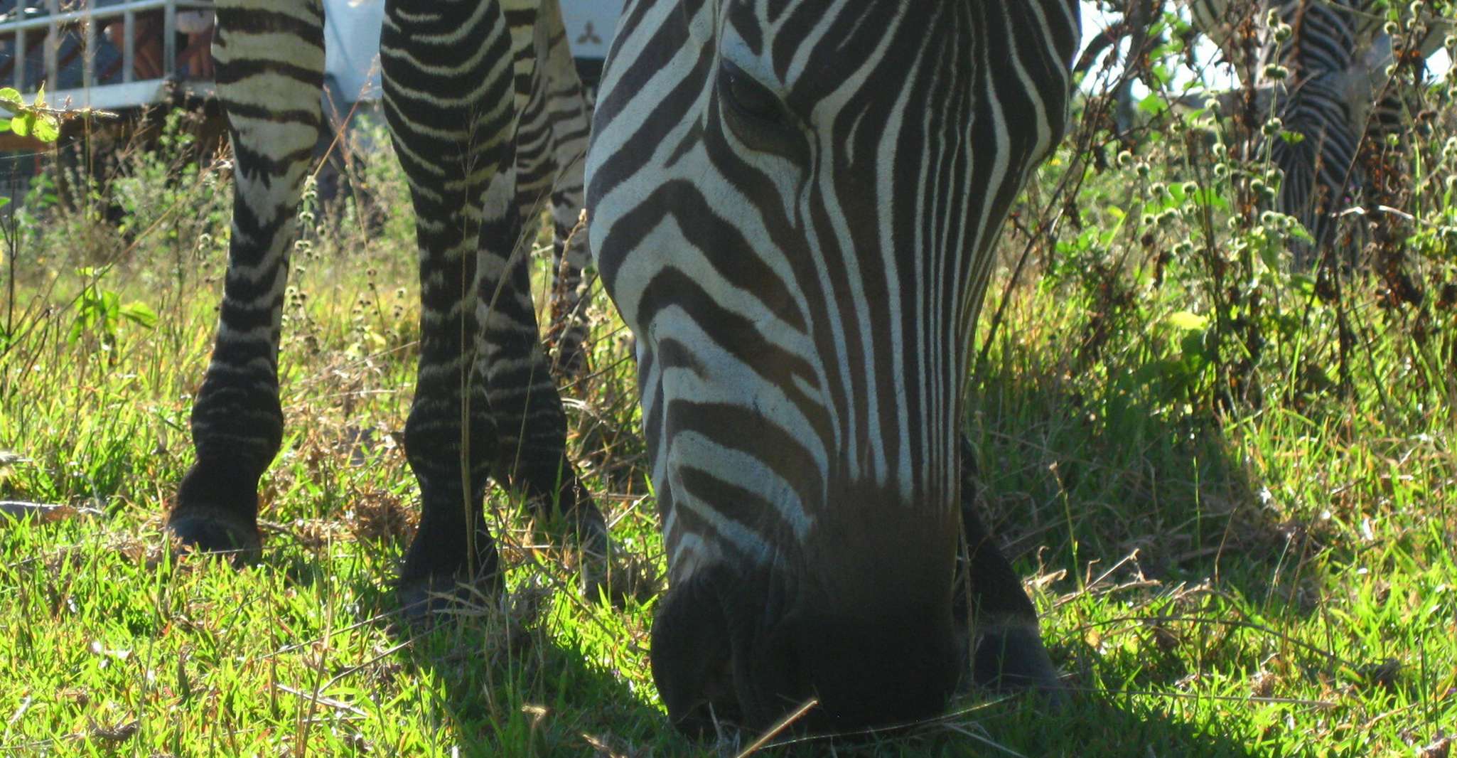 Coron，Calauit Safari冒险 - Housity