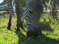 Coron，Calauit Safari冒险 - Housity