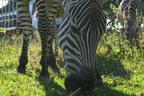 Coron: Calauit Safari Adventure