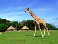 Coron，Calauit Safari冒险 - Housity