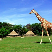 Coron: Calauit Safari Adventure Coron: Calauit Safari Adventure