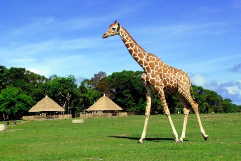 Corón: Calauit Safari Aventura