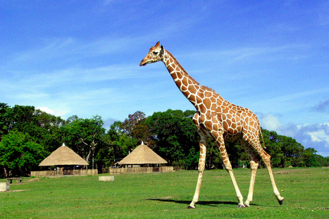 Corón: Calauit Safari Aventura