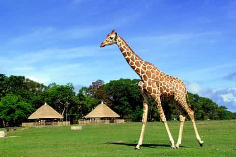 Coron: Calauit Safari Adventure