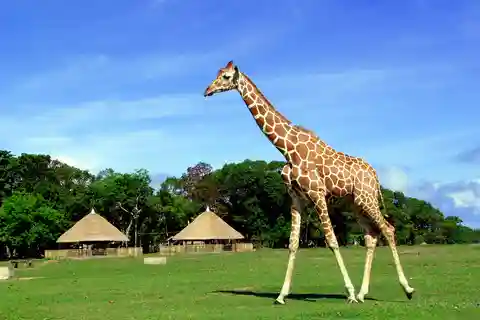 Coron: Calauit Safari Adventure