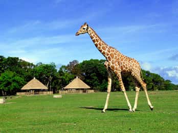 Coron: Calauit Safari Adventure