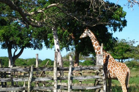 Corón: Calauit Safari Aventura