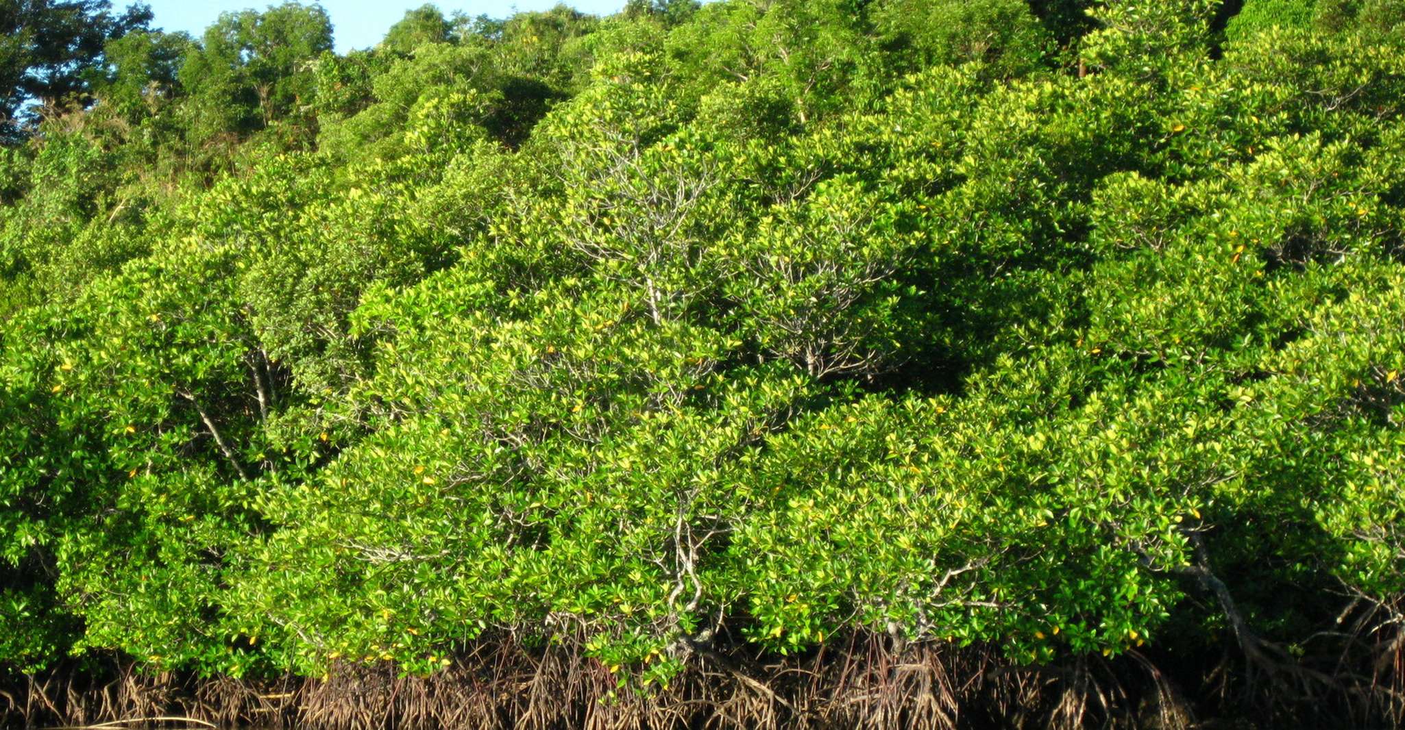 Coron，Calauit Safari冒险 - Housity