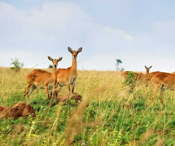 Kampala: 3-Day Murchison Falls Safari