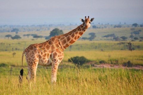 Kampala: 3-tägige Murchison Falls Safari