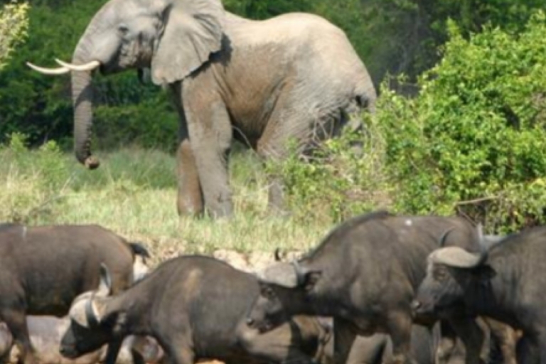 Kampala: 3-dniowe safari przy wodospadzie Murchison