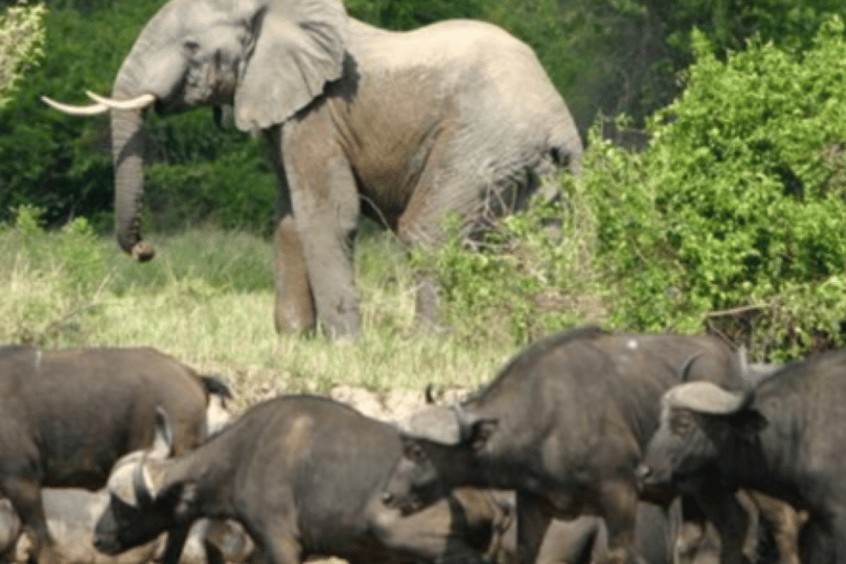 Kampala : Safari de 3 jours aux chutes Murchison