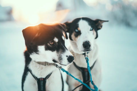 Tromsø : balade en traîneau individuel avec des Huskies