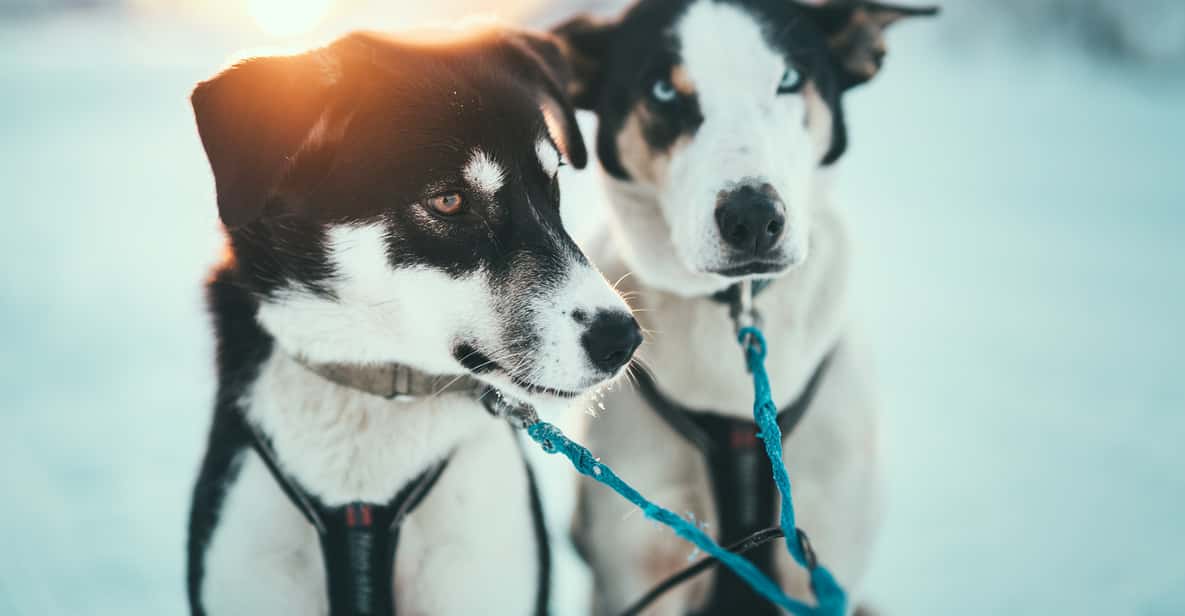 Tromsø: avventura su slitta guidata da cani Husky