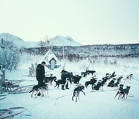 Tromsø, Self-Drive Husky Dog Sledding Adventure - Housity