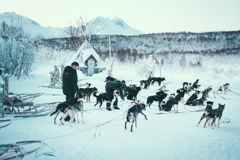 Tromsø : balade en traîneau individuel avec des Huskies