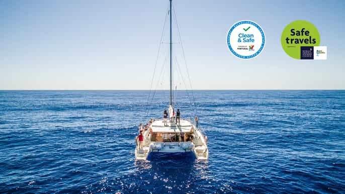 funchal dolphin and whale watching by luxury catamaran
