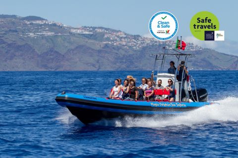Funchal: crociera con avvistamento di delfini e balene