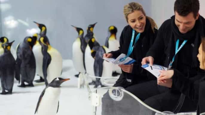 melbourne penguin passport experience at sea life