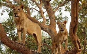 From Saly & Dakar: Walk with Lions Fathala Wildlife Reserve