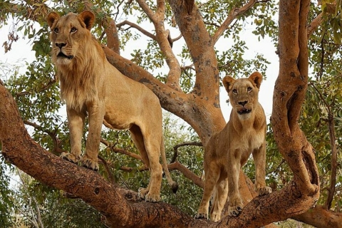 Desde Saly: camine con leones en la Reserva de Vida Silvestre Fathala