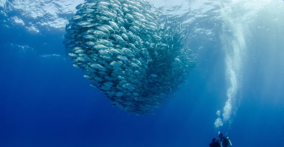 Cabo Pulmo Marine Park: Scuba Diving Excursion