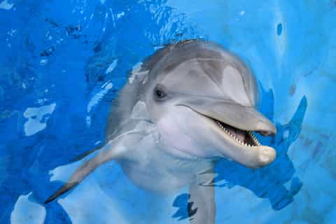 Tampa Bay CityPASS®: Save 54% at 5 Top Attractions