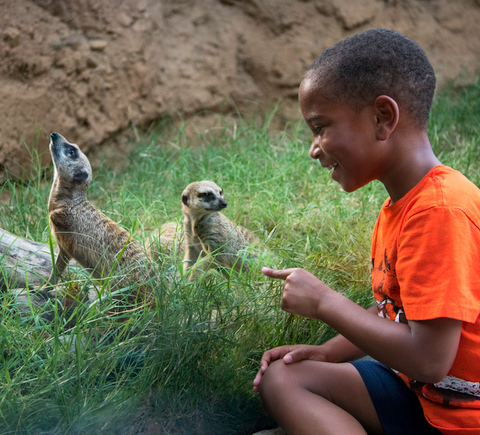 Safaris & wildlife activities