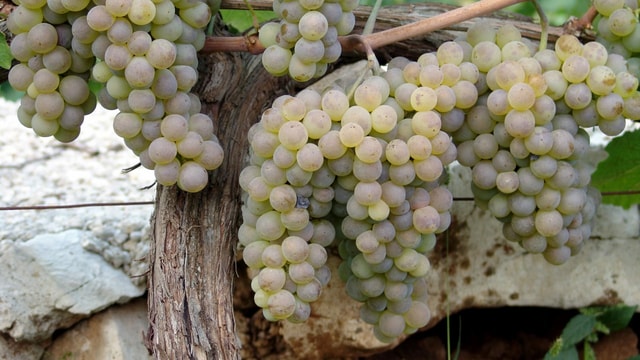 Van Makarska: Imotski Lakes Half-Day Wine Tasting Tour