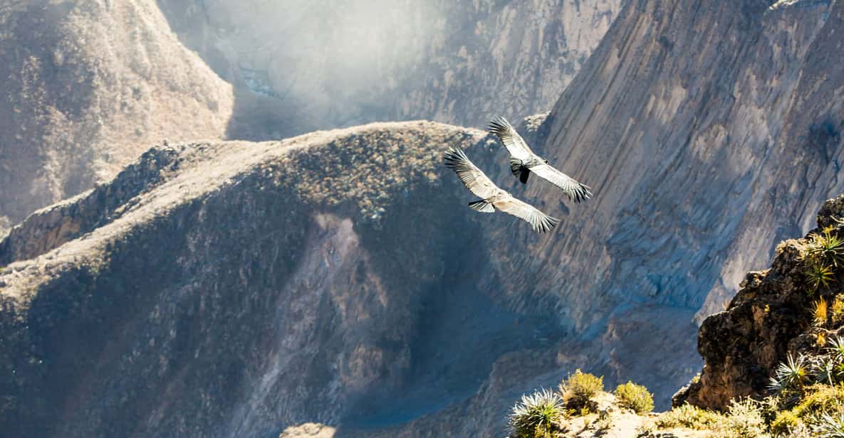 From Arequipa: Colca Canyon Full-Day Tour