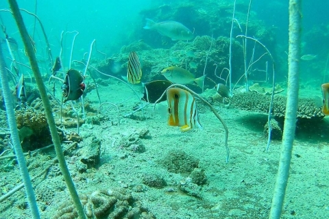Krabi: apnea y snorkel en las islas Yawasam y TaluPunto de encuentro en el hotel Phra Nang Inn en Ao Nang