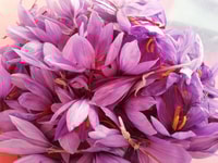 San Gimignano et Volterra, tournée de jour de Siena - Housity