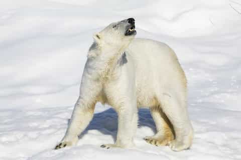 From Rovaniemi: Ranua Wildlife Park Visit