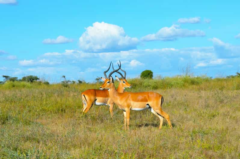 Queen-Elizabeth-Nationalpark: 2-tägige Safari mit Bootsfahrt | GetYourGuide