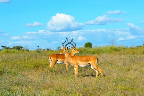 Queen Elizabeth National Park: 2-daagse safari met bootcruise