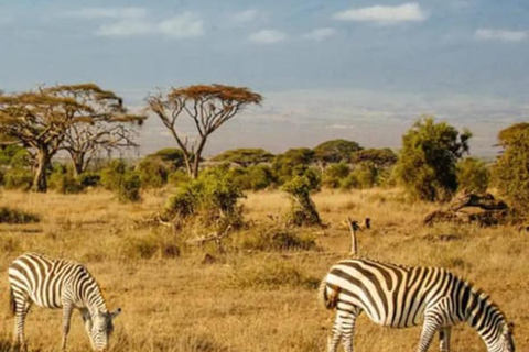 Mombasa: 6-dagars safari i Tsavo West, Tsavo East och Amboseli