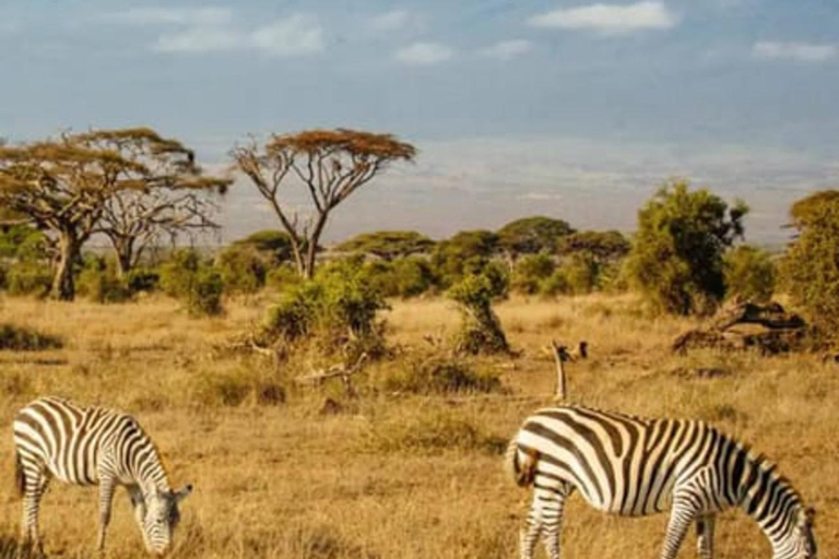 Mombasa: 6-dniowe safari w Tsavo Zachodnim, Tsavo Wschodnim i Amboseli