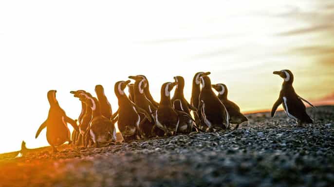 puerto madryn excursão de dia inteiro a el pedral e colônia de pinguins