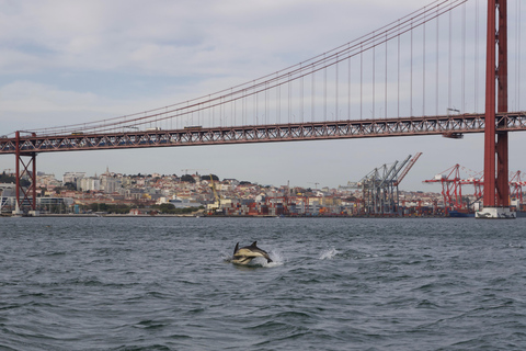 Lisbon: Dolphin Watching Boat Tour