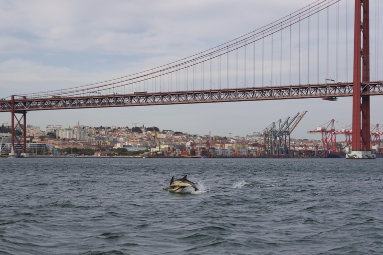 Lissabon: Bootstour zur DelfinbeobachtungLissabon: Bootstour mit Delfinbeobachtung